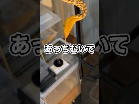 購入したケージのサイズを間違えて大損しました…