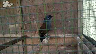 Download lagu BURUNG POKSAY MANTEL GACOR DAN JINAK ~ SUARA PIKAT POKSAY MANTEL mp3 Download lagu BURUNG POKSAY MANTEL GACOR DAN JINAK ~ SUARA PIKAT POKSAY MANTEL mp3