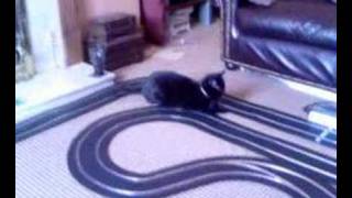Slot car cat invasion