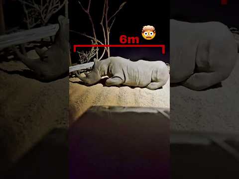 giant rhino #specialeffects #animals