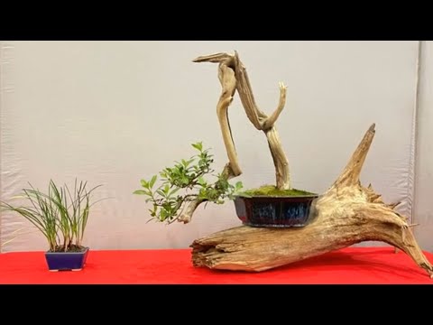 Exhibit at Lonestar Bonsai Convention 2022
