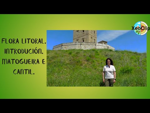 Vídeo: Flora litoral. Matogueira e cantil. Introdución 