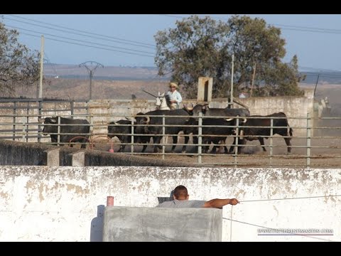 Embarque de los toros reseñados para San Sebastian