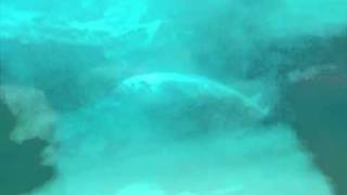 shalloboi- under the flood