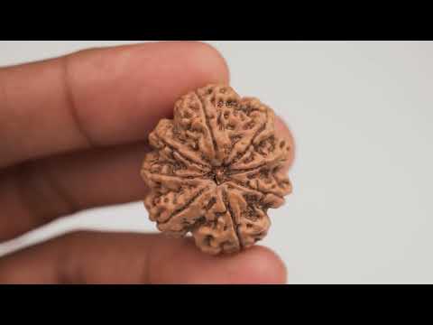 Rudraksha Product Image