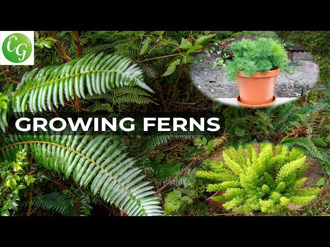 How to grow ferns ornamental plants