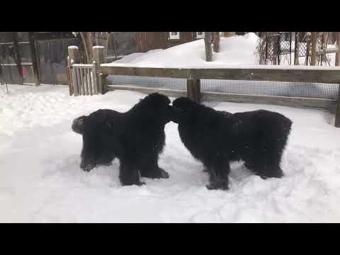 Newfoundland dogs 10 and 6 years old dance (battle) on snow