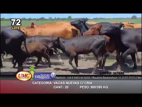 Lote 20 Vacas nuevas C/ cria en Villaguay, Entre Ríos