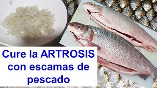 REJUVENECER  CON Colágeno casero. Cura la Artrosis . CULTS THE ARTHROSIS WITH FISH SCALES