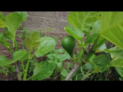 Feigen 🌳 | Was machen die Stecklinge und ausgepflanzten Feigenbäume? | www.feigenhof-berglen.de 🌻