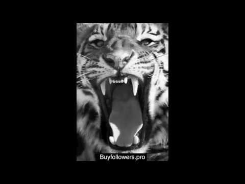 Nofame & Balastegui - Dardos (AmzClicka)