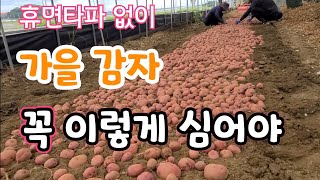 가을감자 꼭 이렇게 심어야 성공 (휴면타파 없이)
