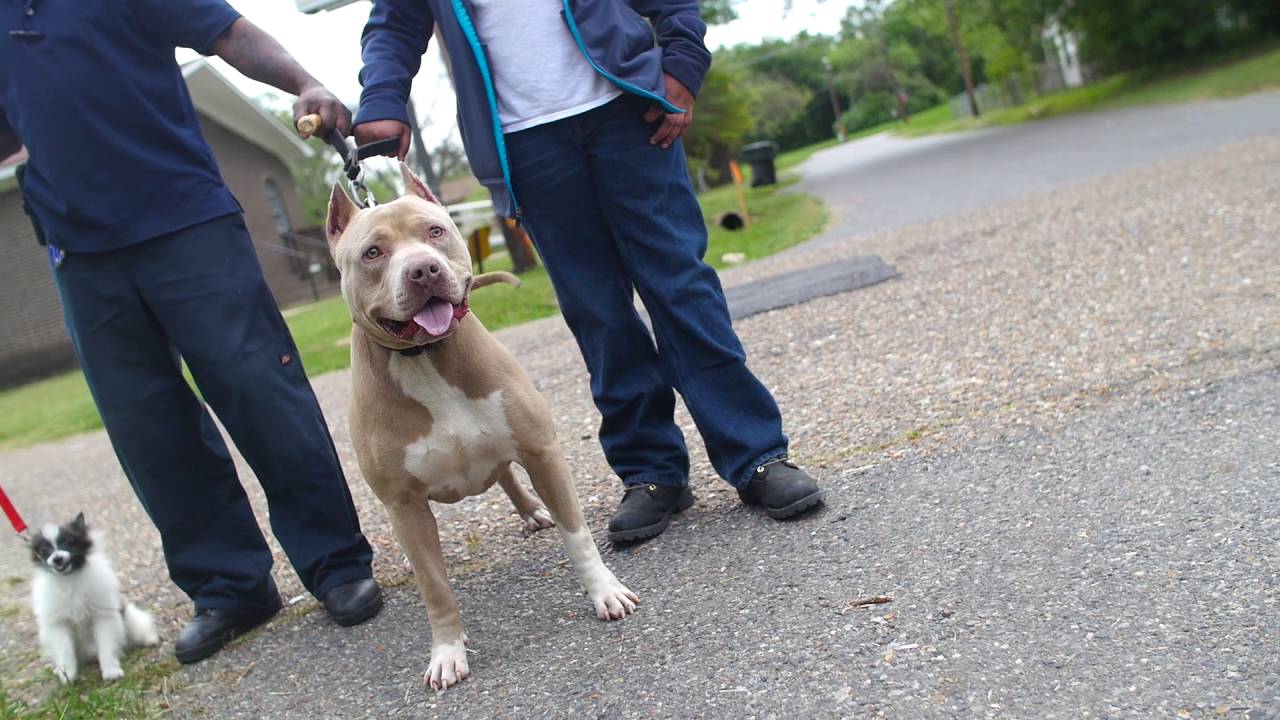 Promotional video thumbnail 2 for Poochie Loc
