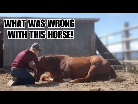 This HORSE was sold 4 times in a year! 😳 Can he be fixed?