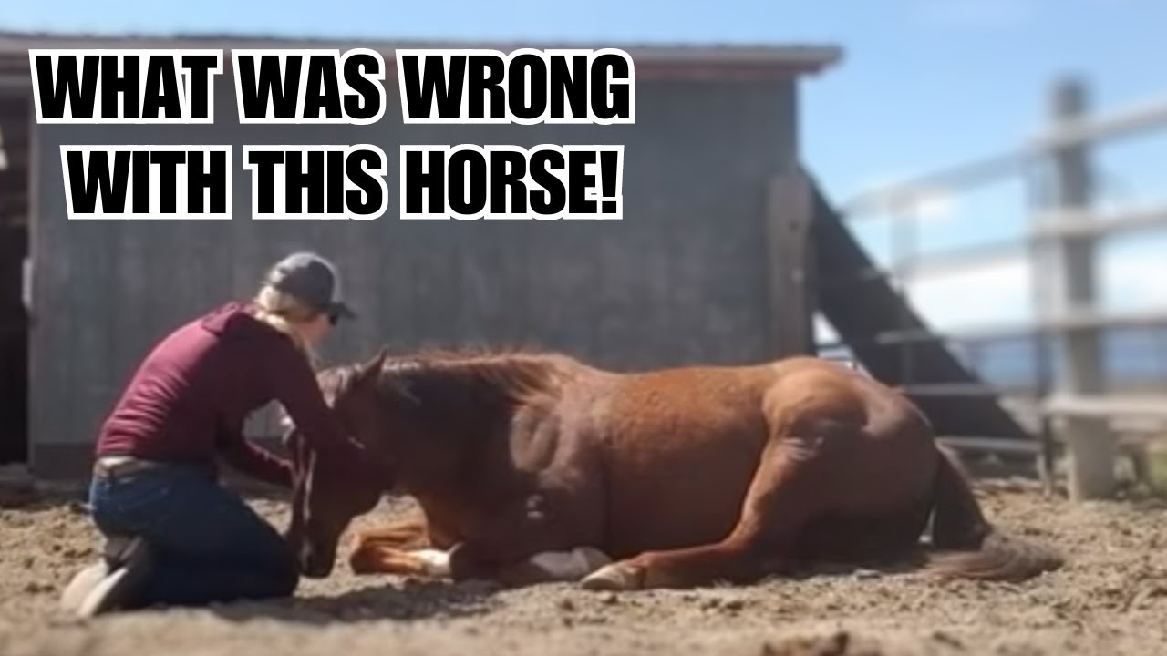 This HORSE was sold 4 times in a year! 😳 Can he be fixed?