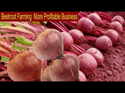 , title : 'How to Make Money Beetroot Farming - How to Grow Beetroot - Step by Step Beetroot Cultivation'