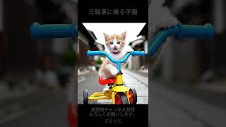 三輪車に乗る子猫