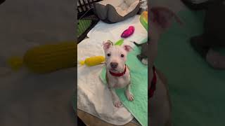 Video preview image #1 Mutt Puppy For Sale in Spotsylvania, VA, USA