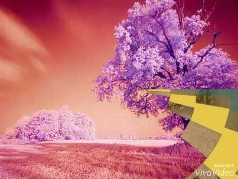 HAIDAR ALI.... KAMINI