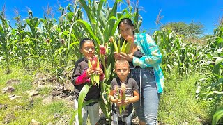 Download lagu Rosi Les Muestra Las Mas Hermosas Milpas de El Salvador [Ep39] mp3