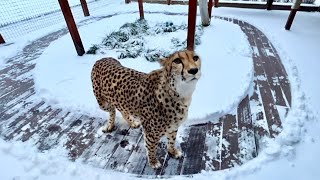 Первый снег стал неожиданностью для гепарда. Герда не могла ходить пока Саша