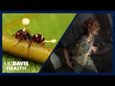 Cordyceps, Zombies and Fungal Infections - Doctor Explains the Science Behind "The Last of Us"