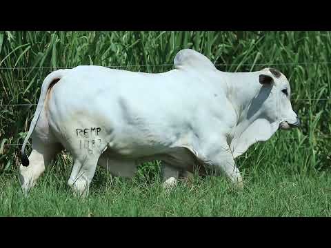 REM IMPERIO GEN. ADT (REMP 1083)