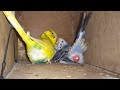 Budgie Laid Eggs For The First Time In The Nest Box Birds Lay Egg For First Time