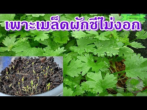 Exciter ราคาผู้หญิง Xl ยาแรง
