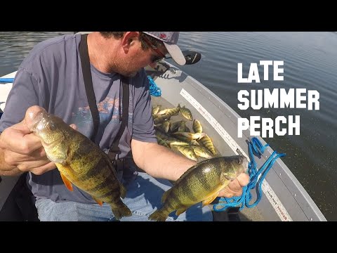 Best Way To Catch Late Summer Big Perch