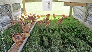 Moving Day for Chickens & Turkeys