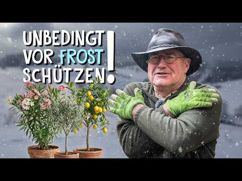 Frostgefahr: Wenn winterharte Pflanzen leiden