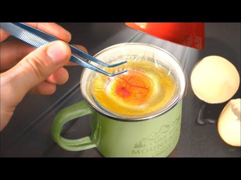 ABBIAMO MESSO UN UOVO IN UN BICCHIERE,ASPETTIAMO UN PULCINO! ESPERIMENTO