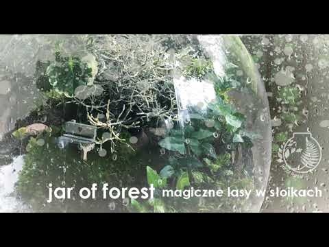 download lagu mp3 mp4 Jar Of Forest, download lagu Jar Of Forest gratis, unduh video klip Jar Of Forest