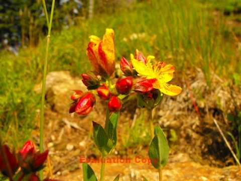 Cozia National Park-Romania the land of natural wonders-Parcul national Cozia.WMV