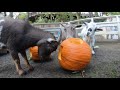 Goats Vs. Gourds