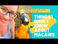 BLUE AND GOLD MACAW FACTS THINGS I DIDN T KNOW ABOUT COOKIE