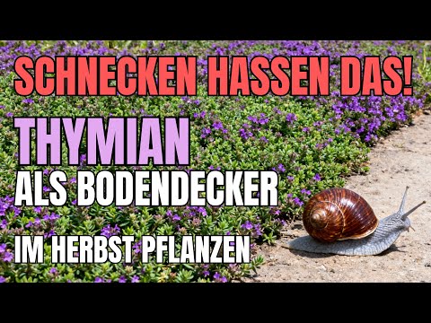Thymian Bodendecker: Schnecken-Schreck im Garten – JETZT im Herbst pflanzen!