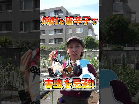 冬の前にキョウチクトウの世話をする方法