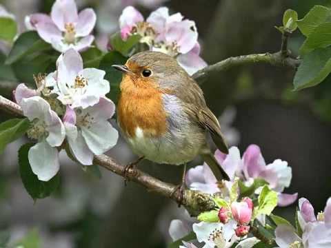 Пролет в гората - песен