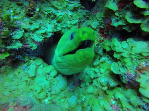 Moray Eel close up, scary creature