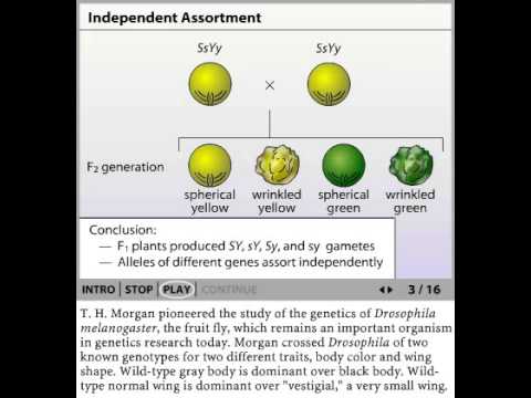 Thomas Morgan's Experiment