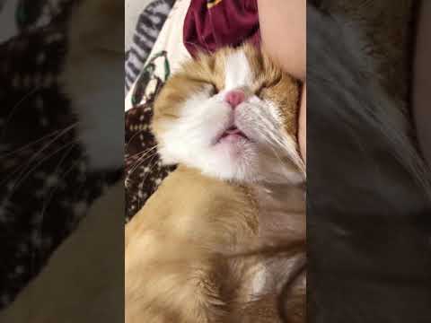 Cat sleeping while purring with her mouth open