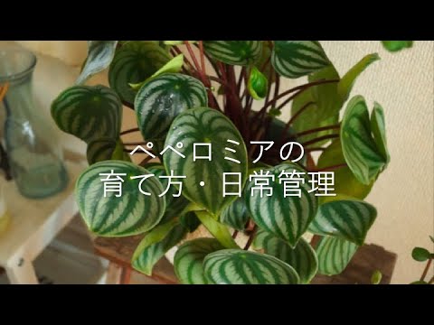 園芸 ガイアナクリ、水生パチリエ