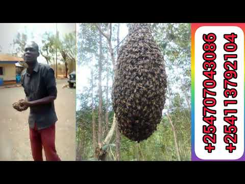 Baba Nyuki Kutoka Kitui