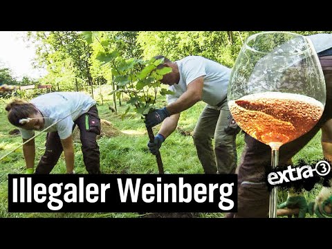 Der Reale Irrsinn: Weinberg in Celle wird platt gemacht | extra 3 | NDR