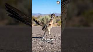 Greater Roadrunner ⚡ It RUNS Instead of Flying!