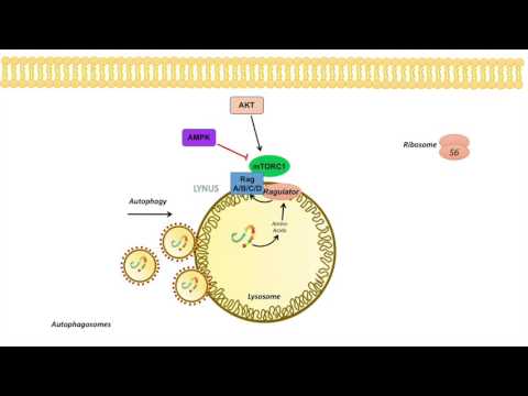 mTOR Signaling Pathway Regulation by the Lysosome