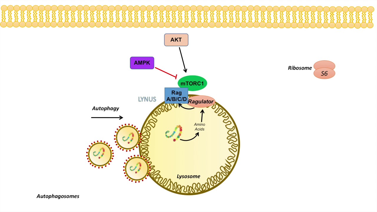 mTOR Signaling Pathway: Regulation by the Lysosome