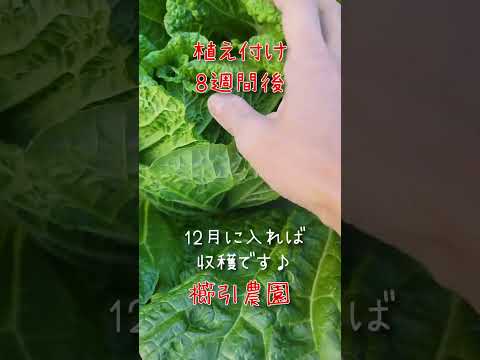 カリフラワーの隣に何を植えるか 香りのよい野菜 コンパニオンプランツ ディル